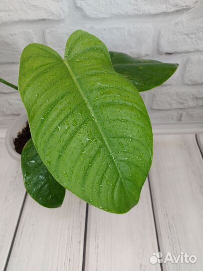 Филодендрон ругозум, тенуе