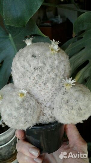 Кактусы и суккуленты