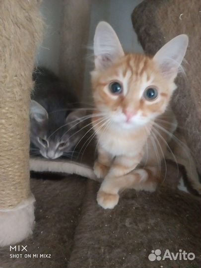 Котенок мальчик