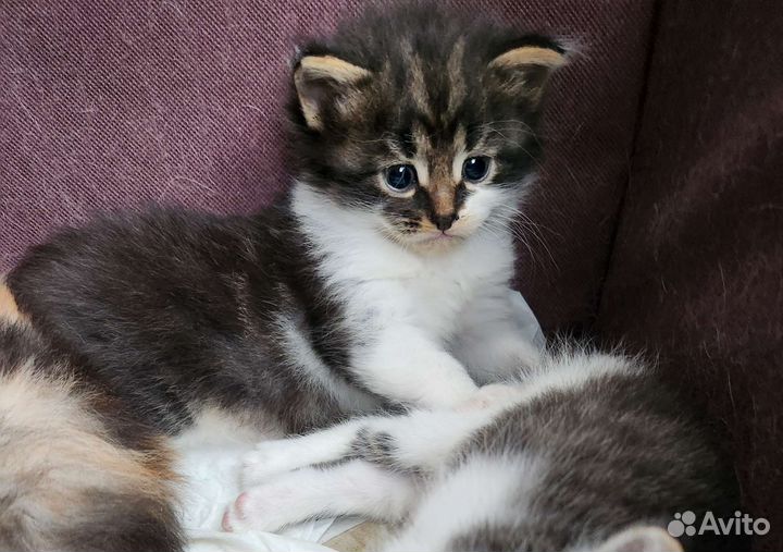 Кошка в дар