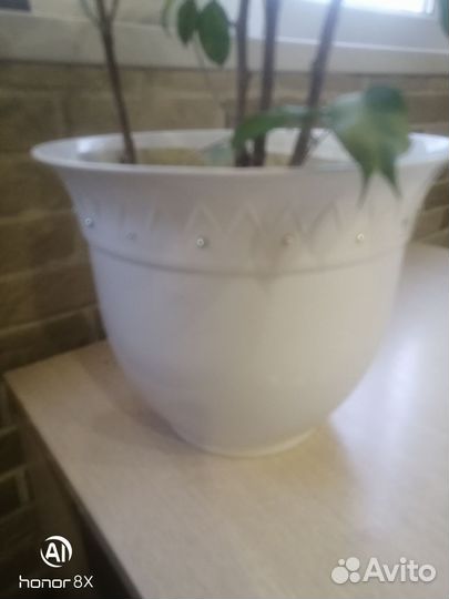 Фикус бенджамина