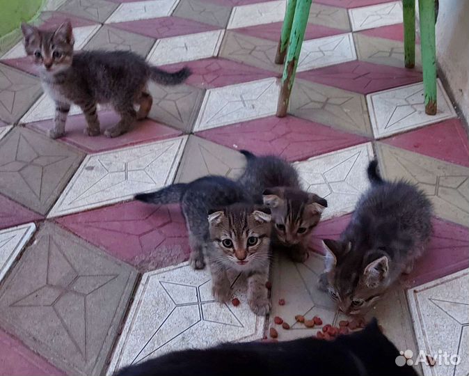 Котятки в дар