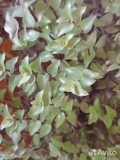 Традесканции 30 сортов, каллизии