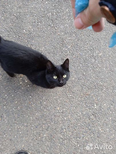 Котята в добрые руки бесплатно