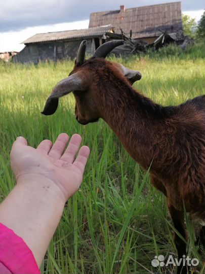 Чешская и нубийская козы