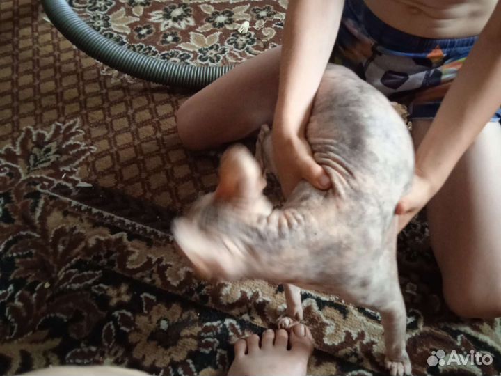 Кошечка и котенок сфинкс