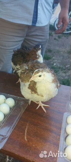 Продам инкубационный яйца Силадонов