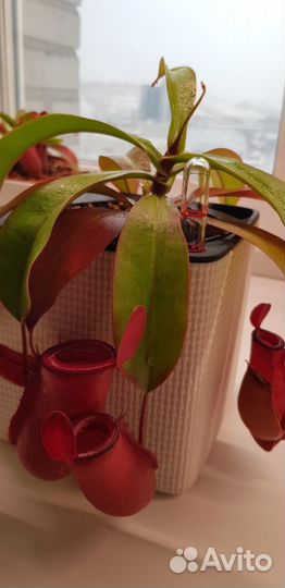 Непентес Кровавая Мэри (лат. Nepenthes Bloody Mary