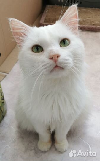 Леончик ищет дом