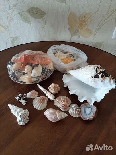 Морские ракушки