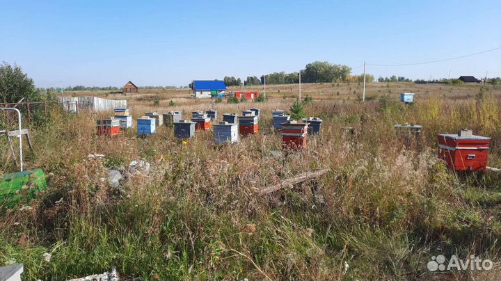 Продам пчелосемьи с ульями