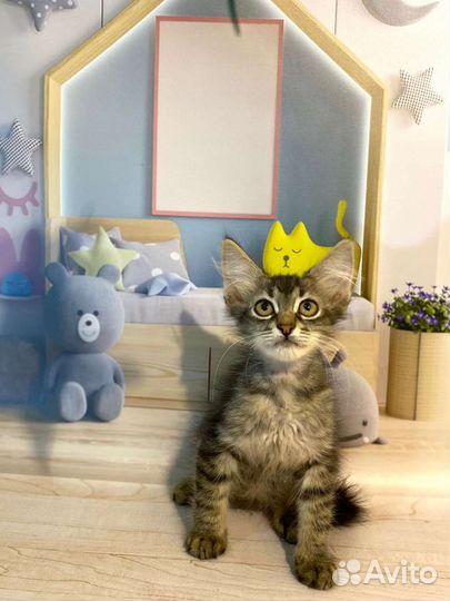 Котик и кошечка Ким и Лана