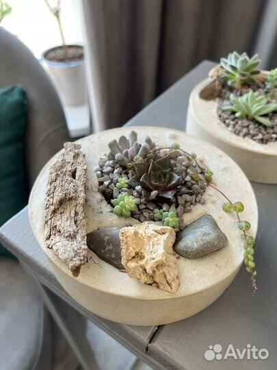 Флорариум суккуленты