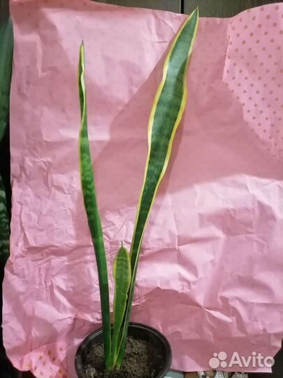 Сансевьерия и другие цветы