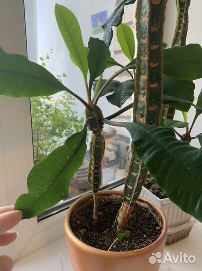 Эуфорбия пальма, Молочай