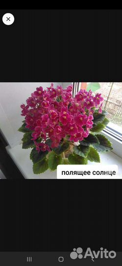 Фиалки сортовые пасынки и детки