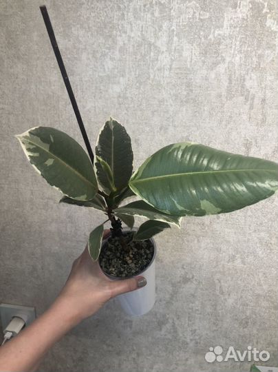 Фикус эластика тинеке
