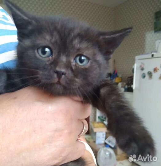 Британские котята
