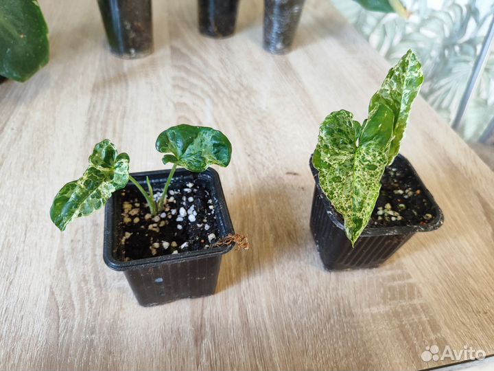 Сингониум, филодендрон