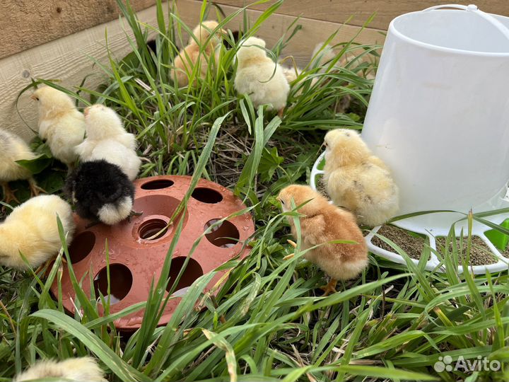 Куры Цыплята