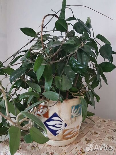 Комнатные растения