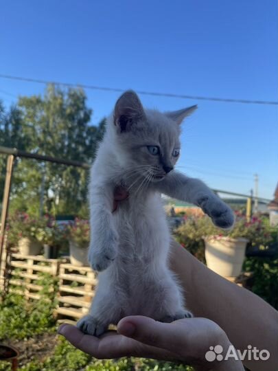 Кошки в добрые руки