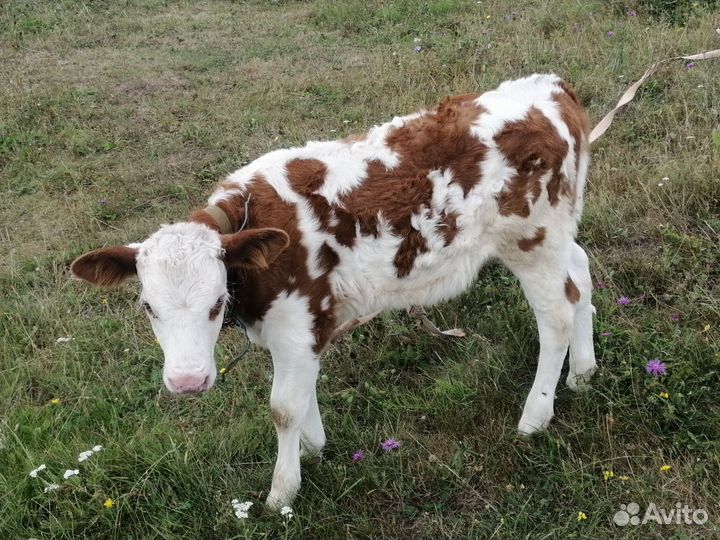 Продается телочка