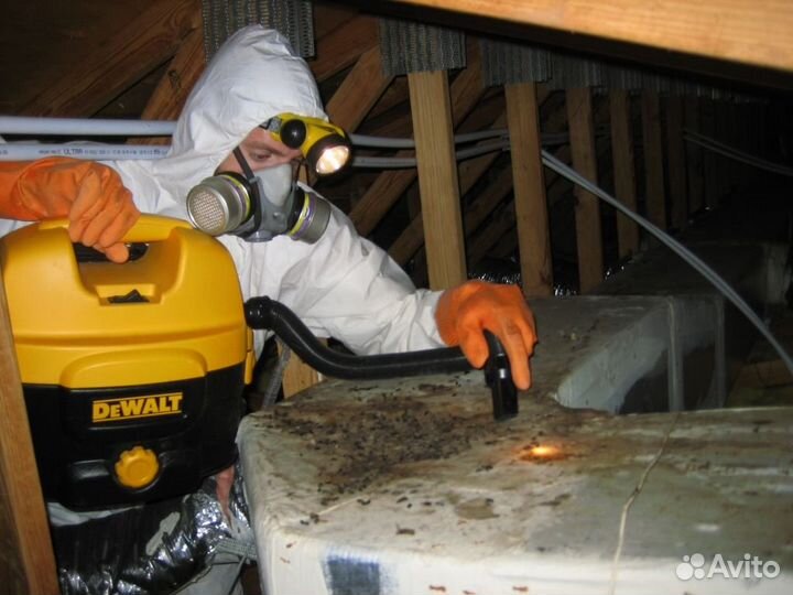 Уничтожим клопов тараканов клещей плесень запахи