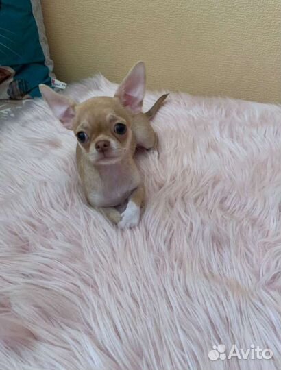 Девочки чихуахуа