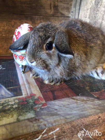 Карликовые вислоухие крольчата