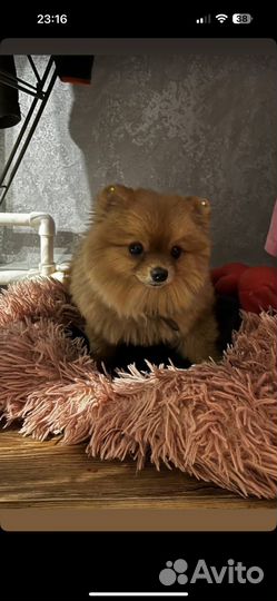 Померанский шпиц мини