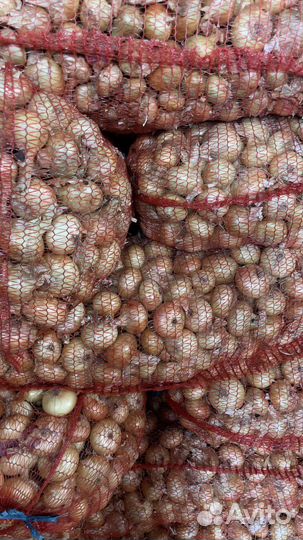 Лук Штутгарт