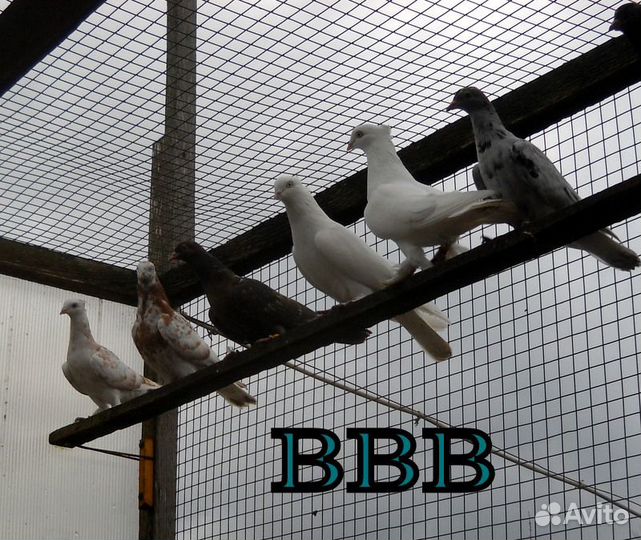 Бойные голуби, андижанский и бакинские