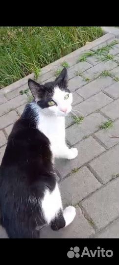 Замечательный котей ищет искренних друзей