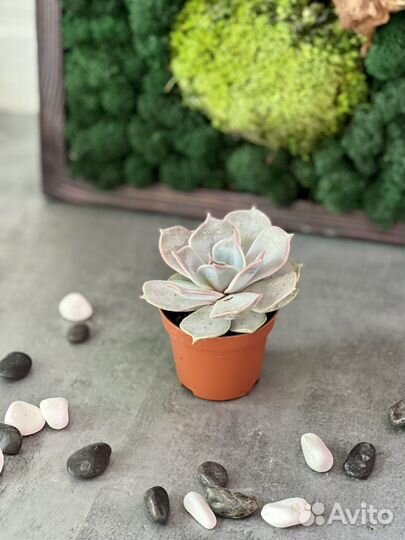 Эхеверия лиловая, или Эхеверия Лилацина (лат. Eche