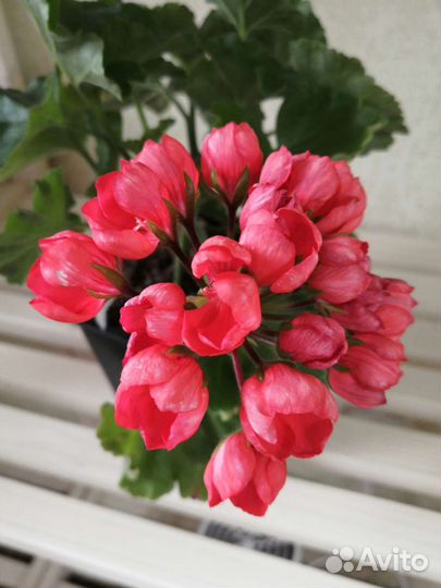 Пеларгония герань сортовая