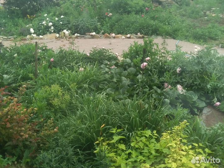 Хосты, лилейники, бадан, пионы и т. д