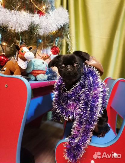 Пти брабансон