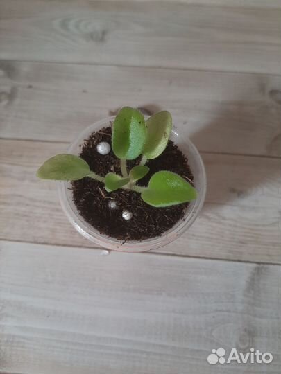 Мини фиалки