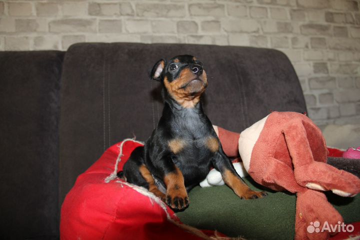 Цвергпинчер