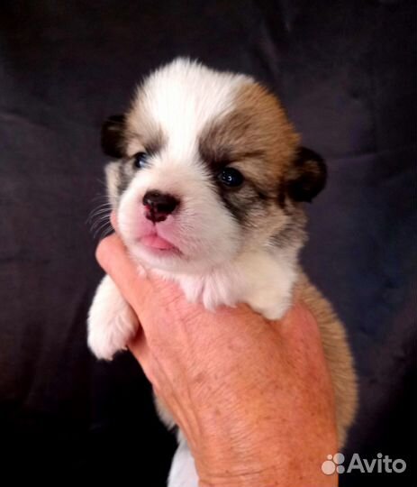 Корги малыши