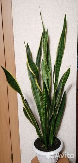 Сансевиерия