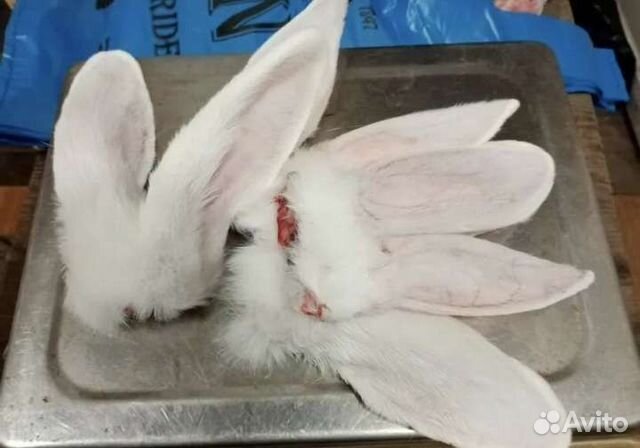 Свежие субпродукты кролика