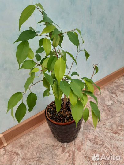 Фикус бенджамина