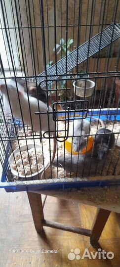 Отдаю собаку в добрые руки