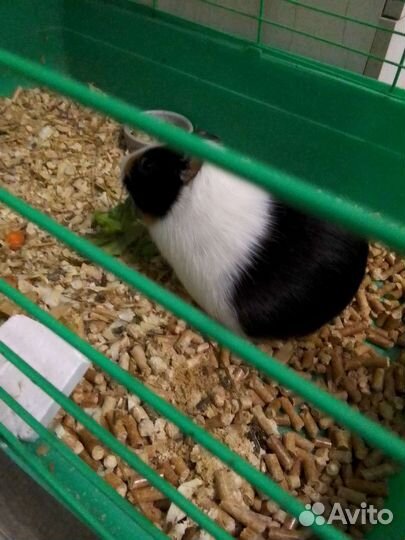 Морская свинка