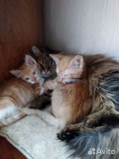 Котята в добрые руки