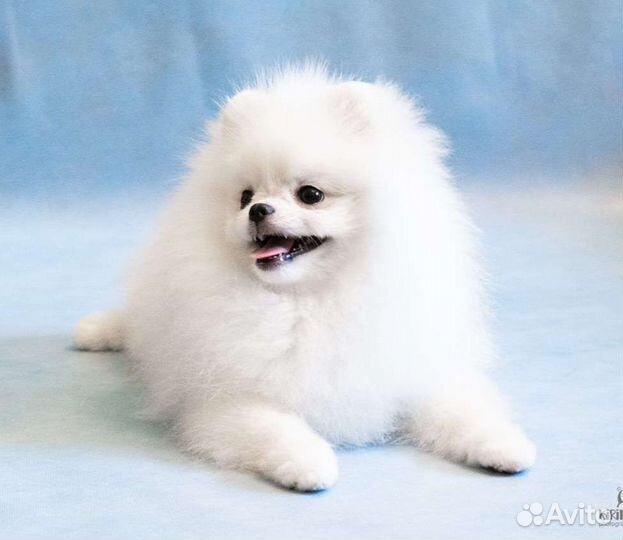 Белый померанский шпиц, мини, щенки