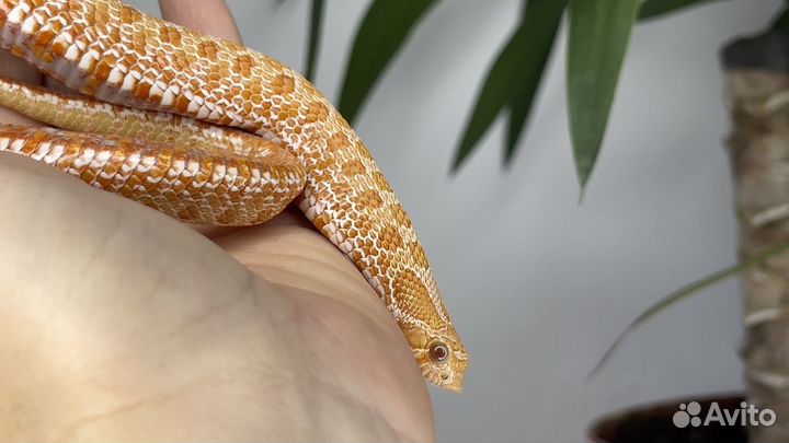 Свиноносый уж Albino