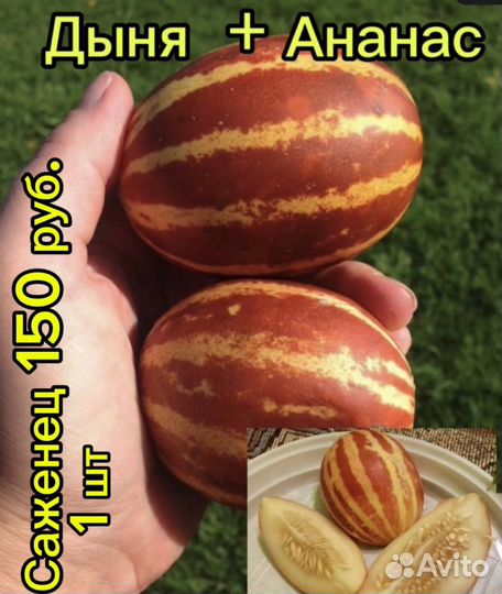 Рассада,груша,ананас-дыня